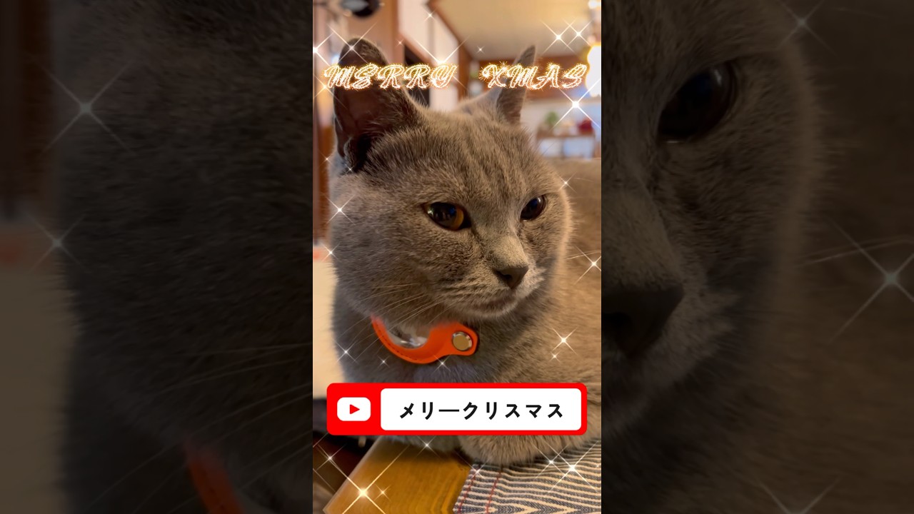 MerryXmasのつむやま〜【シャルトリューつむやまのXmasが好きだ日記】 #ねこ #シャルトリュー #cat #クリスマス  #猫のいる暮らし #ネコ #xmas #猫好きさんと繋がりたい #猫