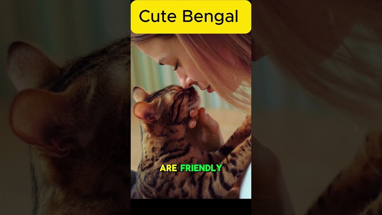 Some facts about Bengal Cat 🐾💖 #bengalcat #cat #cats #catlover  #catshorts  #shorts #viralshorts