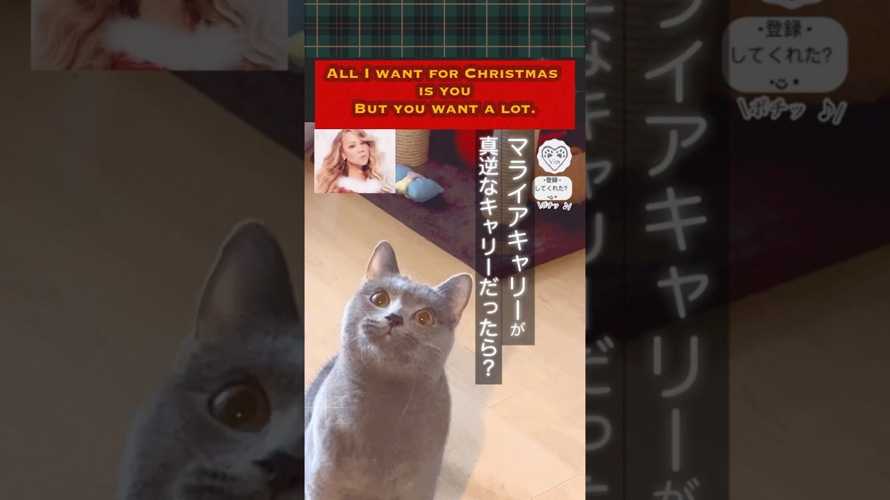 【#マライアキャリー ,真逆なキャリー】うちの 猫 だと多分メンダコまみれ🐙Mariah Carey want a lot#猫 #cat #シャルトリュー #chartreux #hilarious