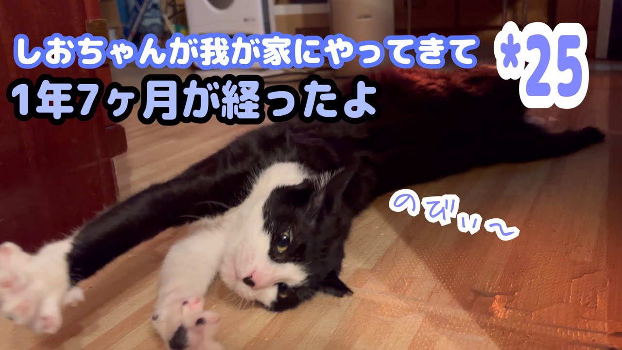 しおちゃんが、うちにきて *25 〜1年7ヶ月が経った頃〜 #cat