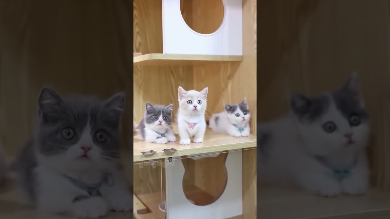 ふわふわの子猫たちがどんな瞬間も輝かせます♥ #猫 #子猫 #可愛い