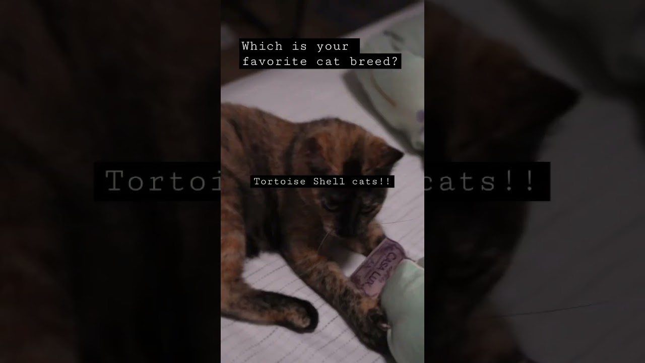 What’s your favorite cat color? #TBFShorts