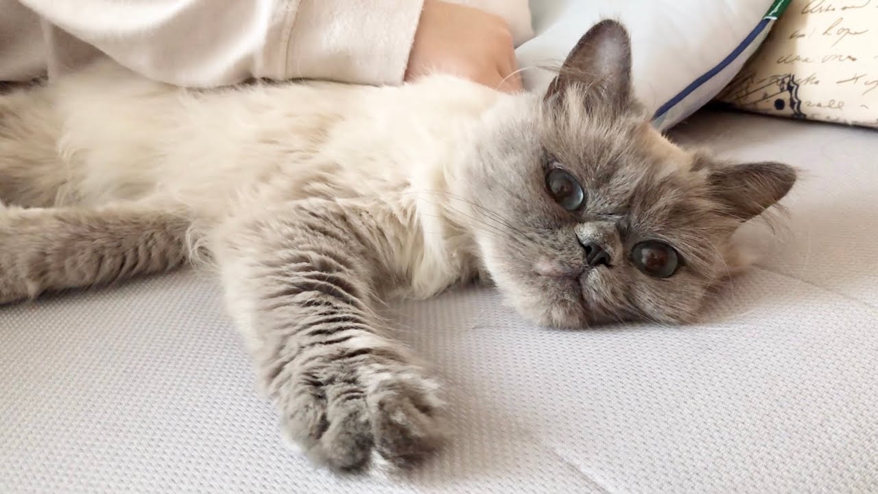 ノアとお姉ちゃんの日常〜ベッドでまったり編〜[ヒマラヤン猫]／Noah's daily life with her sister.〜Sunday Morning〜[Himalayan cat]
