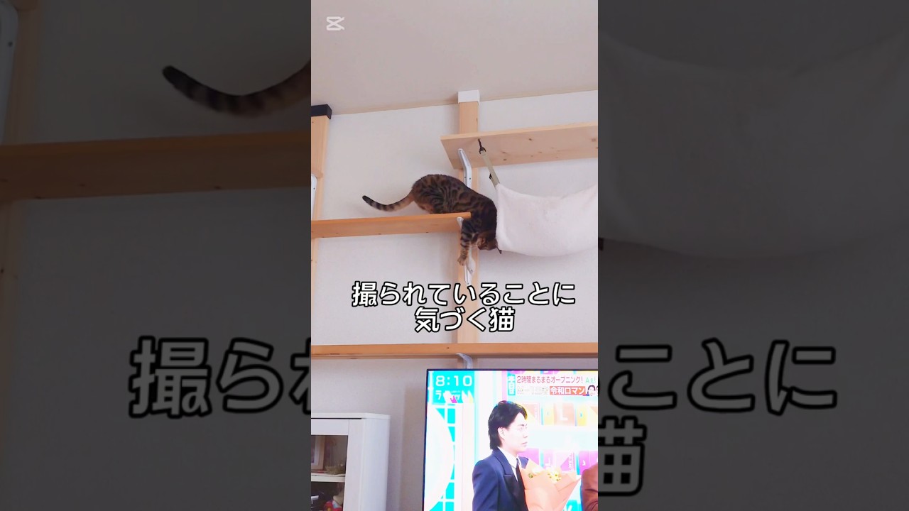 バレた猫 #猫 #猫動画 #猫のいる暮らし #ベンガル #cat #fyp #shorts #short