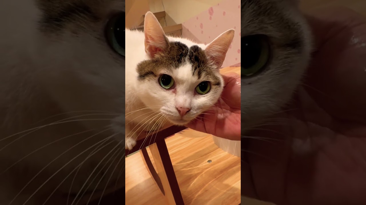#保護猫カフェ #猫の恵庭 #大阪 #難波 構って欲しいネコさん