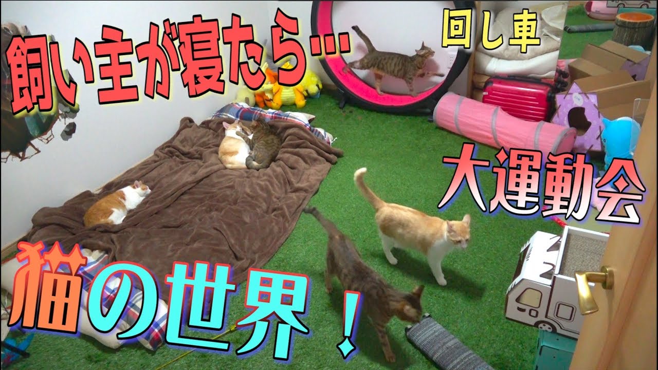 人間が寝た後の猫たちを隠し撮りしたら猫の世界が広がっていた…！【運動会】