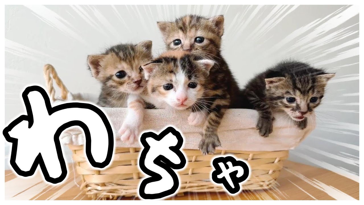 【子猫】しゃーーーーぁ！チッチでハートは描けるのか？！【保護猫生活19日目】
