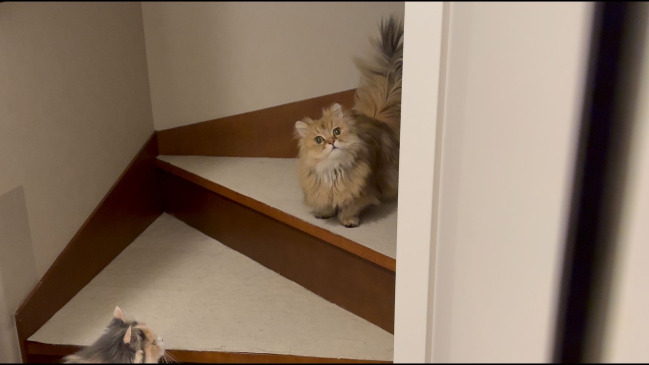 呼べば返事して挟まっても強引にやって来る猫がかわいい