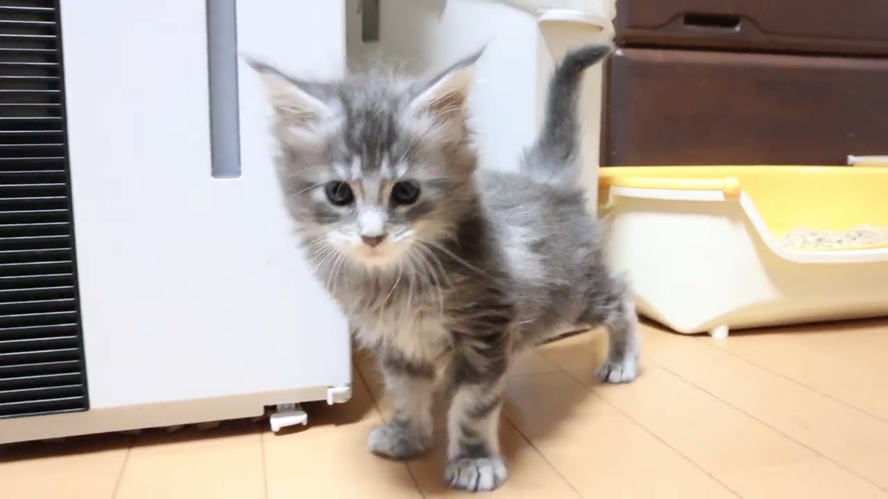 クリクリお目々のメインクーン子猫サラビちゃん
