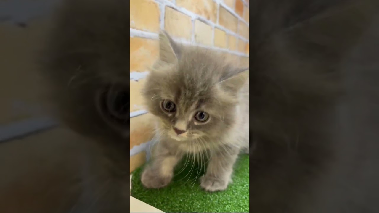 ♡新しいねこちゃん紹介♡ #アメリカンカール   #cat