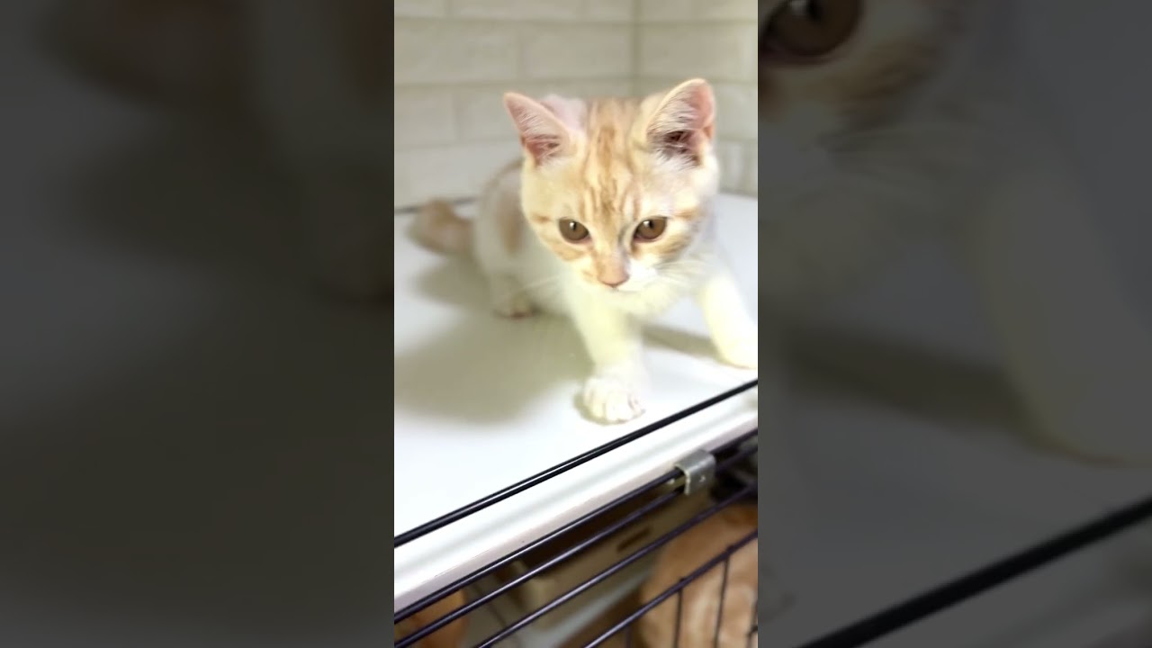 スコティッシュフォールド たんぽぽの綿毛のようなフワフワのお顔が魅力