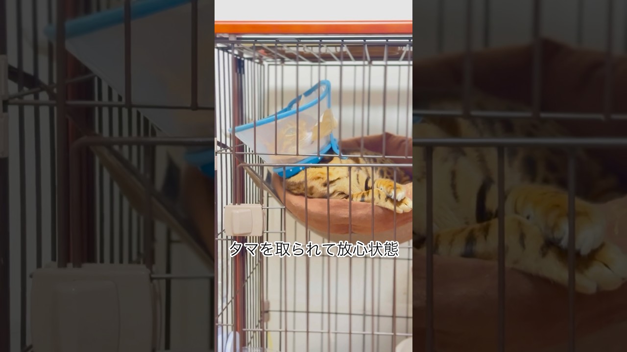 ベンガル去勢手術後…放心状態#ベンガル#猫去勢