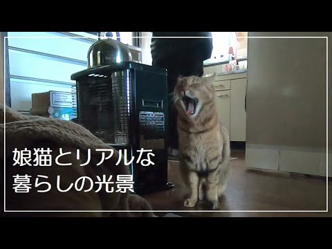 元野良猫家族の質素でもほのぼのクリスマス