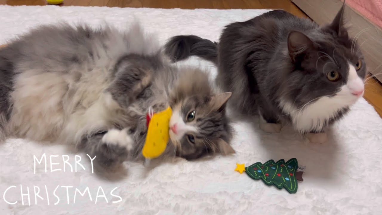 【クリスマス🎁】キャットニップ入りのおもちゃをあげた時のもふ猫たちの反応がこちら…🤔ノルウェージャンフォレストキャットとターキッシュアンゴラ