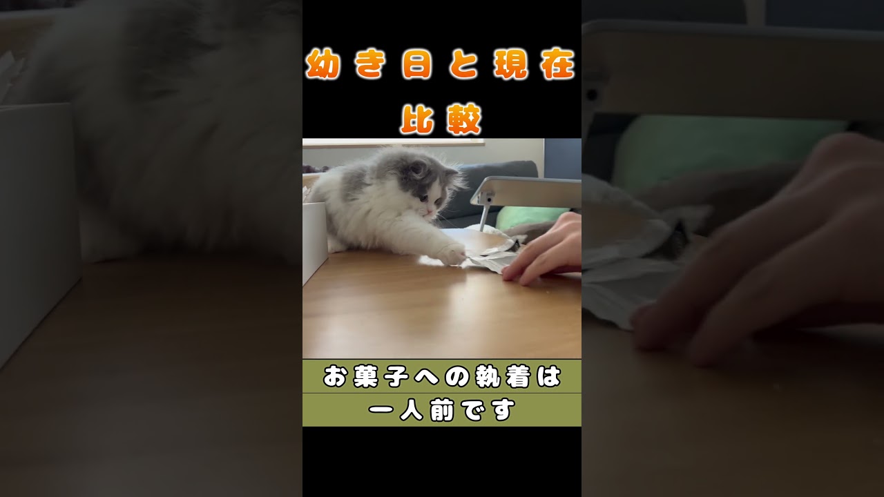 【りんの成長記録】　#shorts　#ラガマフィン　#猫