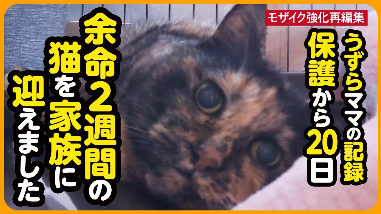 【うずらちゃん】余命2週間...保護から20日間の記録