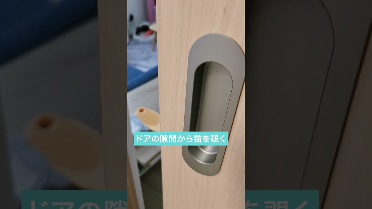 ドアの隙間から猫を覗く  #猫 #cat  #猫のいる暮らし