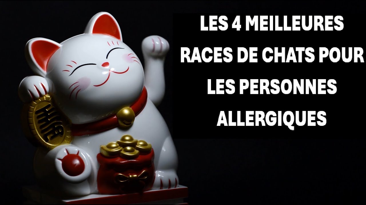 Top 4 des chats pour les personnes allergiques (Chats  hypoallergénique)