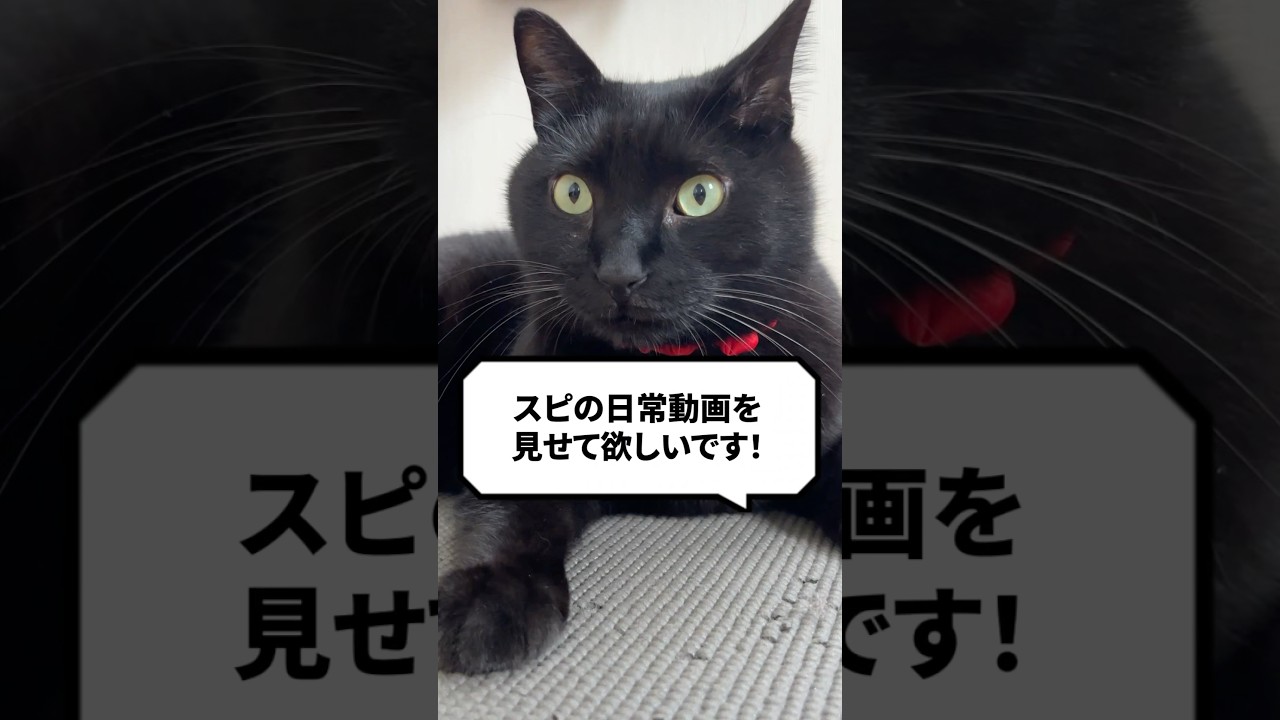 Q：スピの日常動画を見せて欲しい！ #猫 #黒猫 #ねこ #猫動画