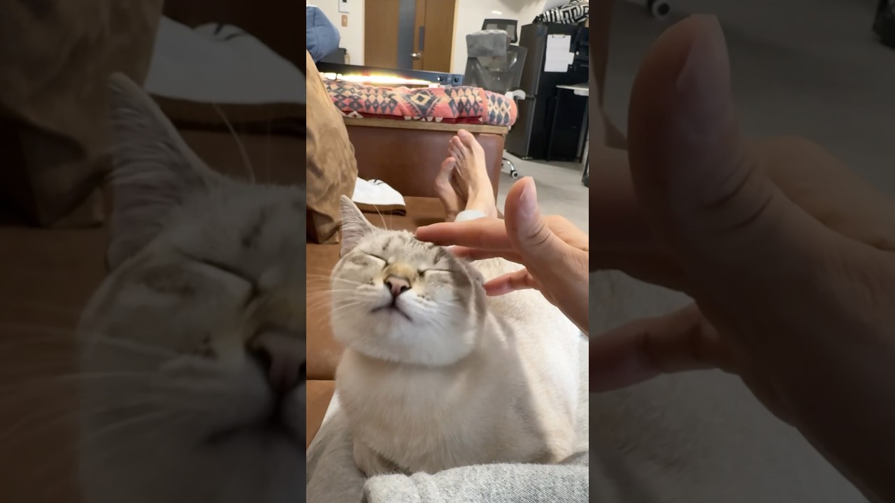 幸せな時間　#元保護猫　#シャムトラ　#シャムミックス　#cat #猫耳 #kitten #シャムmix  #子猫 #猫耳