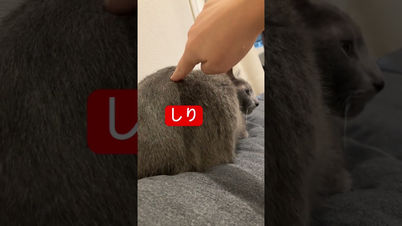 9割しり猫#ロシアンブルー #猫