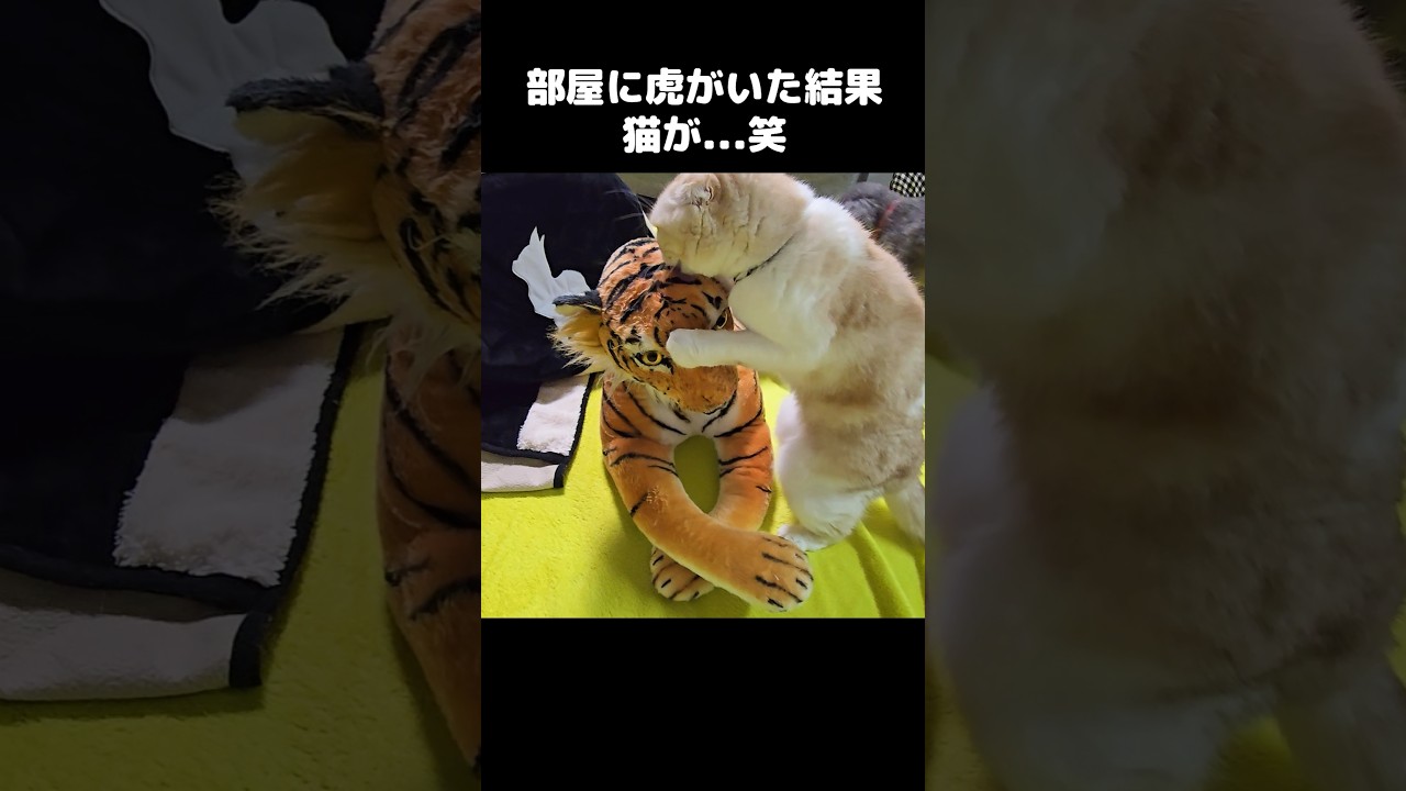 部屋に虎がいた結果...猫が...#shorts