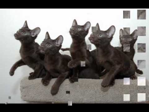 Havana Brown Kitten 02