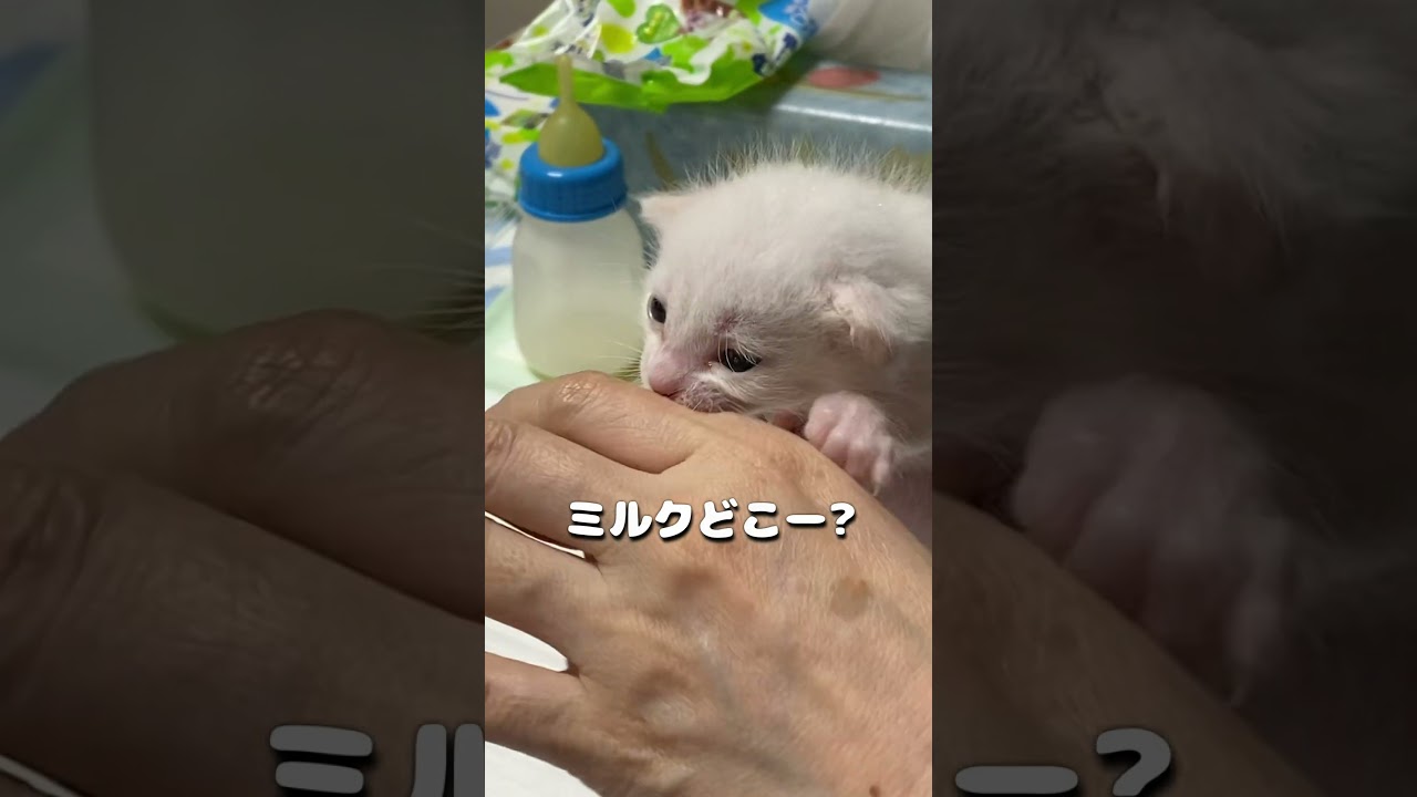 ママの手からミルクが出ると思っている赤ちゃん猫が可愛い