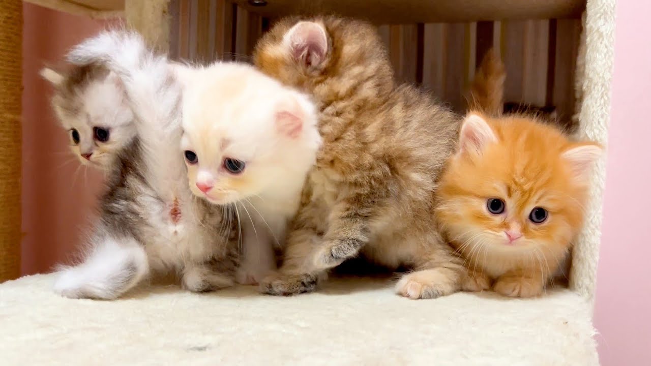 【マンチカンの子猫】よーいドン！でスシ詰め降り競走した件 ～猫のいる生活Vol.1061～出産動画 マンチカン短足・ミヌエット・ペルシャ猫専門ブリーダー『ペット蔵人』【子猫の成長記録】