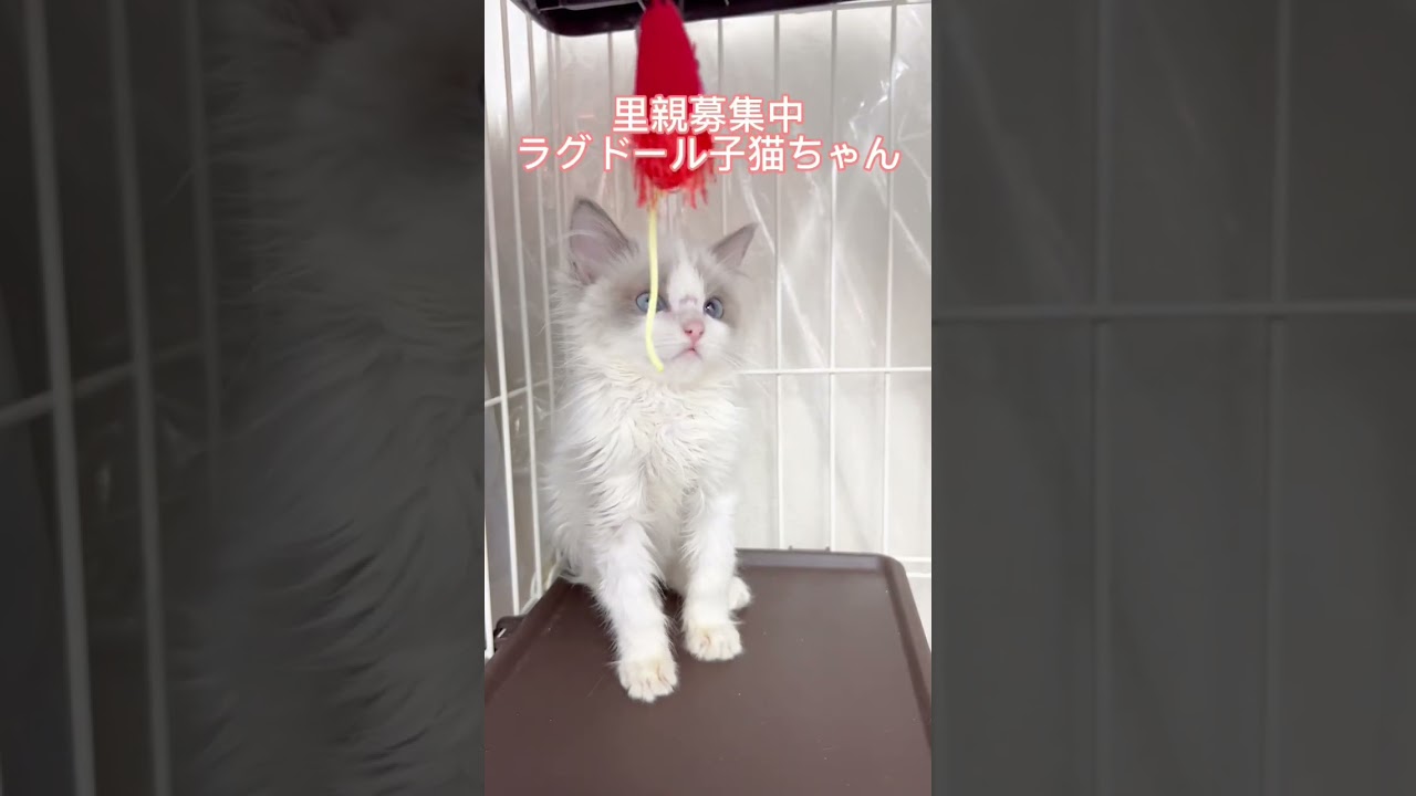#里親募集中子猫アゴはネコ #ラグドール#ラグドール子猫 #ラグドール猫