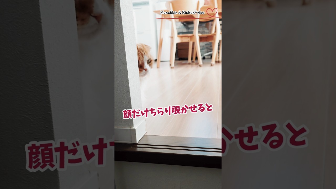 【マンチカン】顔だけちらり覗かせると誰でも可愛くなれるらしい 【犬と猫、両方飼ってると毎日かわいい♥】
