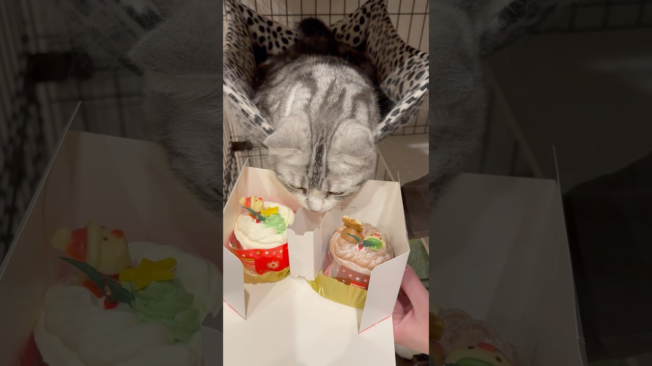 【愛猫】ひめ!スコティッシュフォールド!メリークリスマス!ケーキを選ぶかわいいねこ!Merry Christmas!#cats #shorts #merrychristmas
