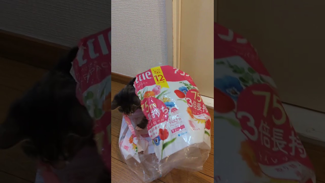 袋あそび子猫