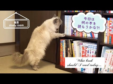 ノアの書斎の愉しみ方 [ヒマラヤン]／How to enjoy Noah in the study room.[Himalayan]