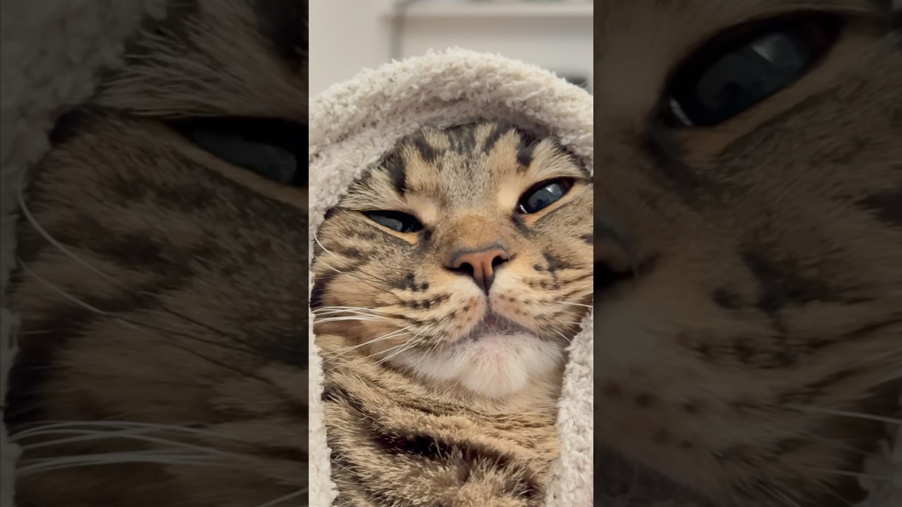 【猫動画】突然のアラブ猫が可愛すぎて優勝!! #shorts