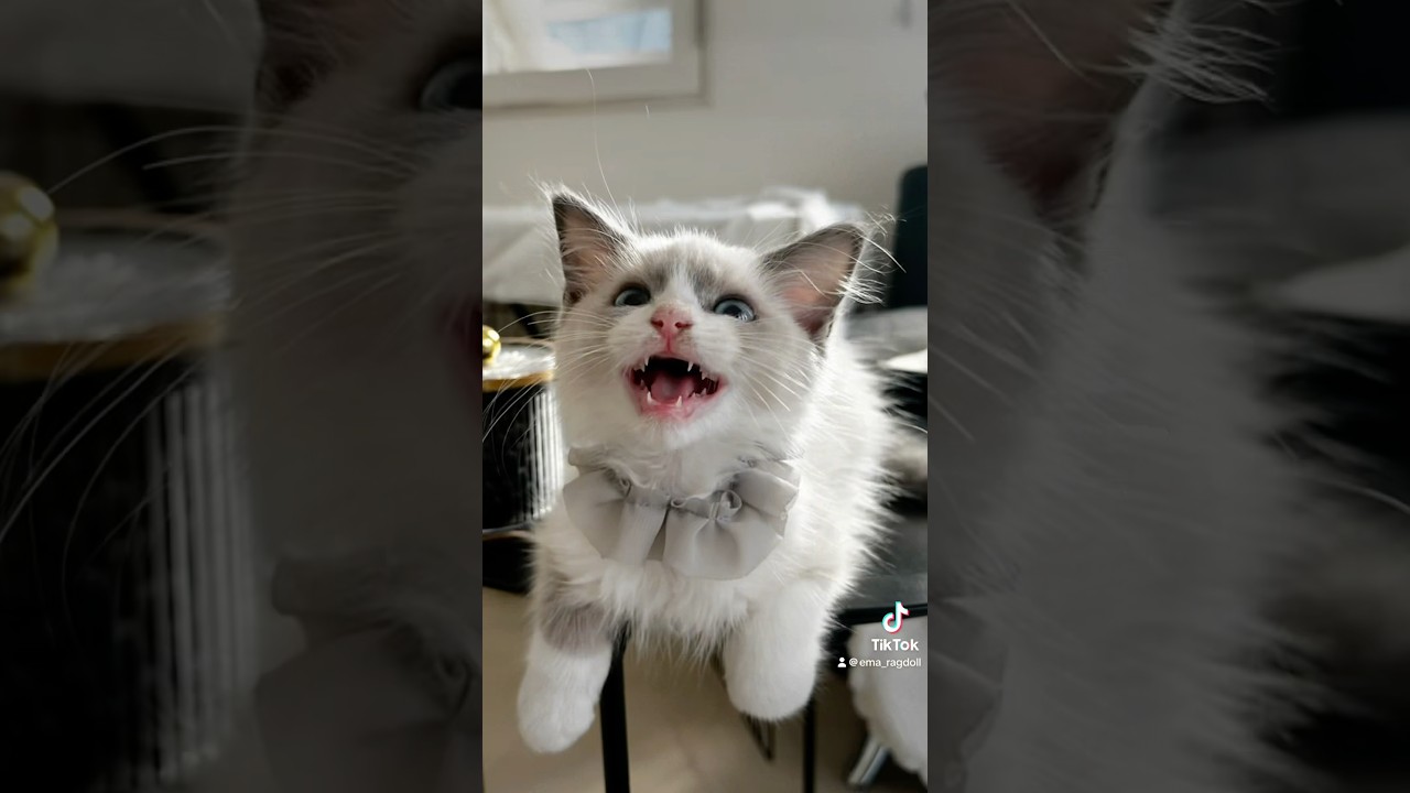 #ラグドール#ラグドール子猫#ブルーポイントバイカラー#子猫#猫#ragdoll#cat#kitty#kitten