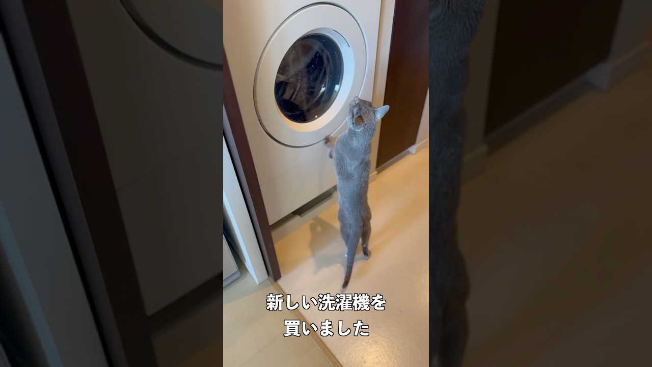 ウィルの毎日 516 新しい洗濯機チェック。 #ロシアンブルー #RussianBlue #Cat #猫 #ねこ