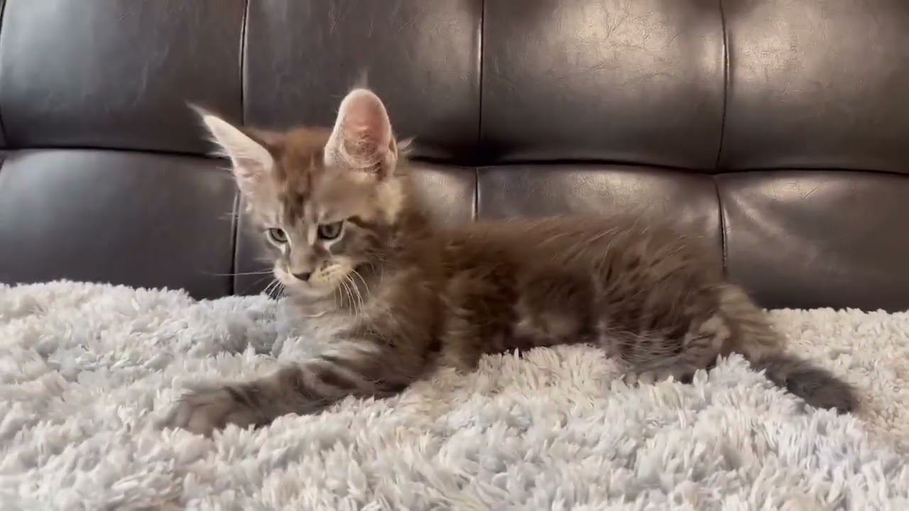 メインクーン ムファサbaby 🩶シルバータビーの男の子