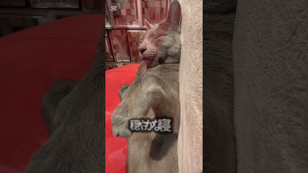 【ロシアンブルー】めろん...お昼寝中です🥰この姿を見ていられるしあわせ💗【猫】#shorts