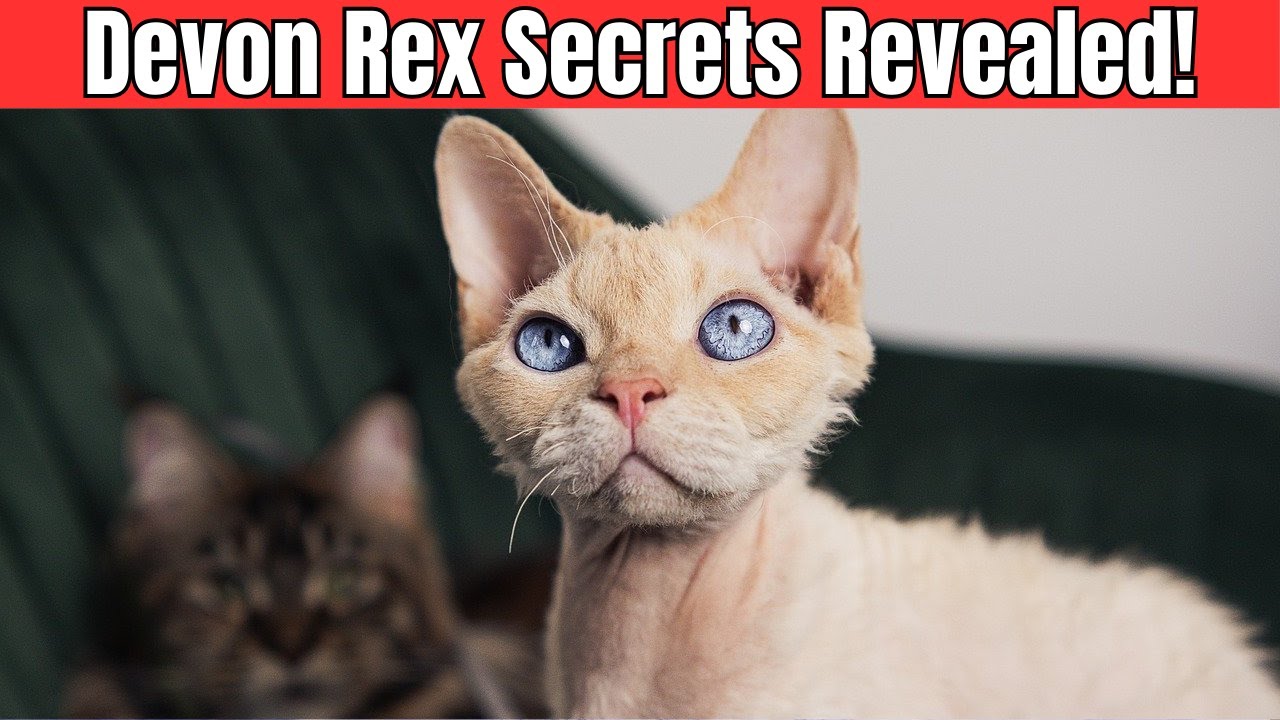 What Makes Devon Rex the Perfect Family Pet?