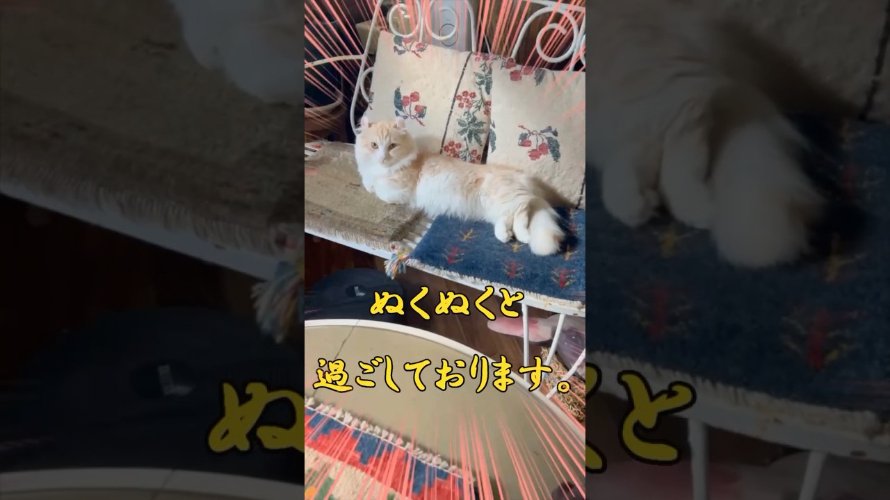 【キンカロー】毛玉から年末のごあいさつ【マンチカール】