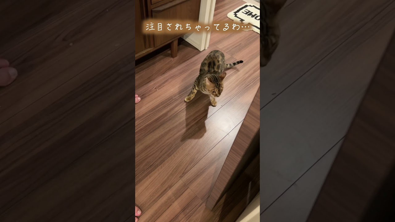 立ち入り禁止区域にウッカリ取り残され言い訳するネコ #ルトロゼ #ベンガル #cat