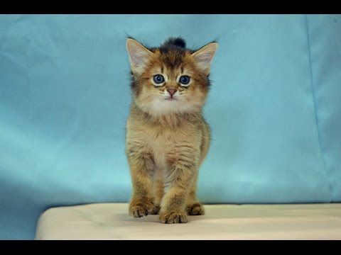 ソマリ　NO.160705　ペットショップ『ヒラマツケンネル』　の子猫