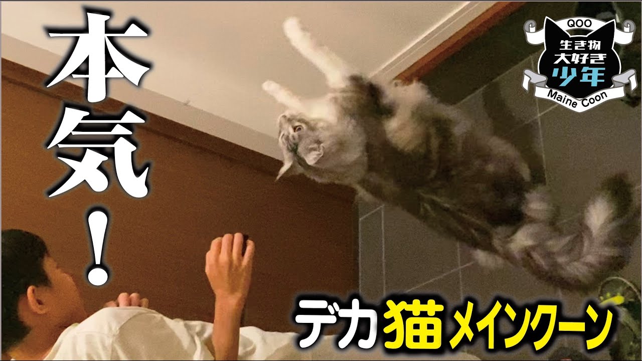 【メインクーン】玄関に侵入者？普段はおとなしい大型猫の狩猟本能に火がついた！