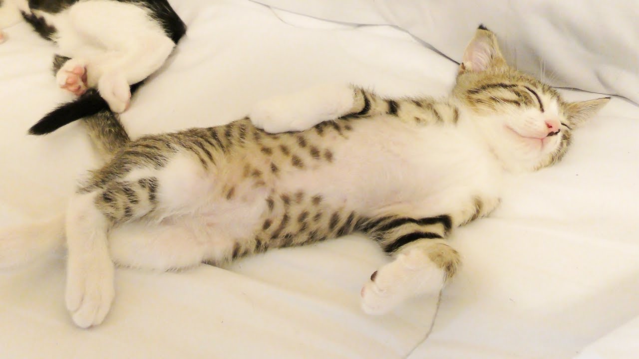 夜ごはんの食べすぎでお腹をパンパンにして爆睡する子猫がこちら   笑