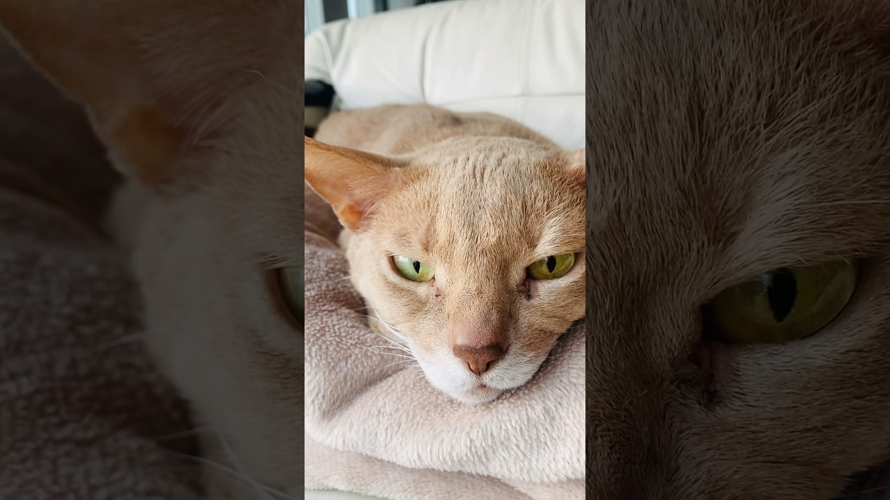 ネコはツチノコだった！？#猫#こころ#いぶりん#アビシニアン#レッド#フォーン#cat#abyssinian#red#fawn