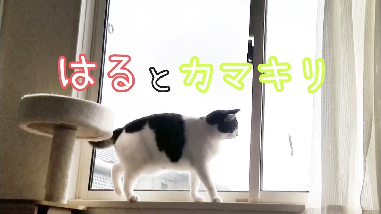 はるの所にカマキリがやってきました🐈