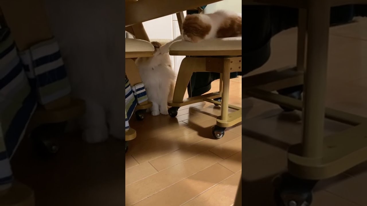 噛もうとして反撃される猫 #shorts  #猫 #アメリカンカール #cat