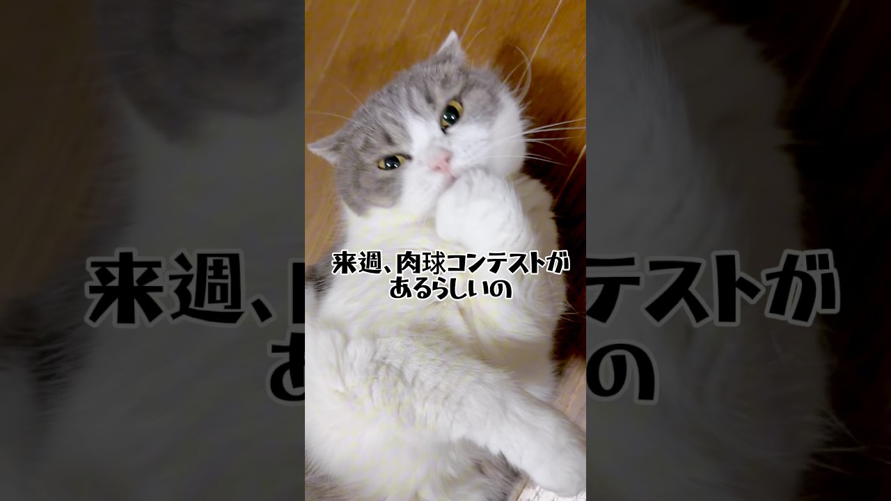【優勝を目指す猫！】#ねこ #猫のいる暮らし #スコティッシュフォールド #shorts