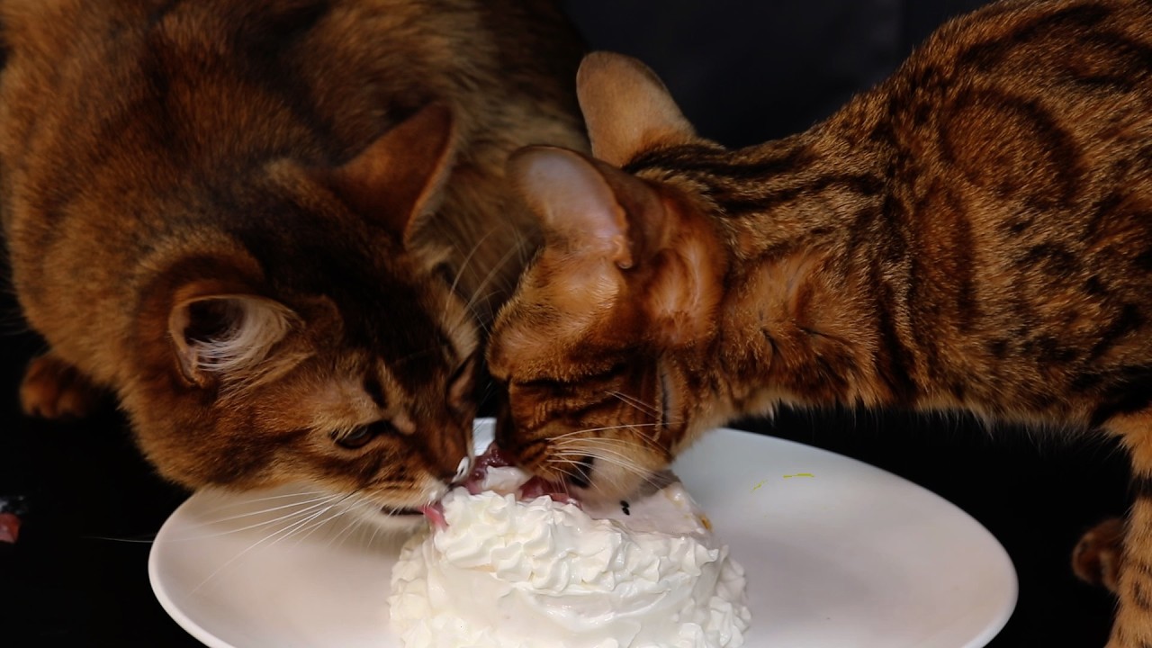 【ベンガルとソマリにクリスマスケーキ】猫がケーキを食べる癒し動画［みかんとチョコ］